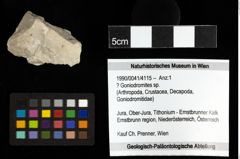 Foto (Objekt + Etiketten) von ? Goniodromites sp. 